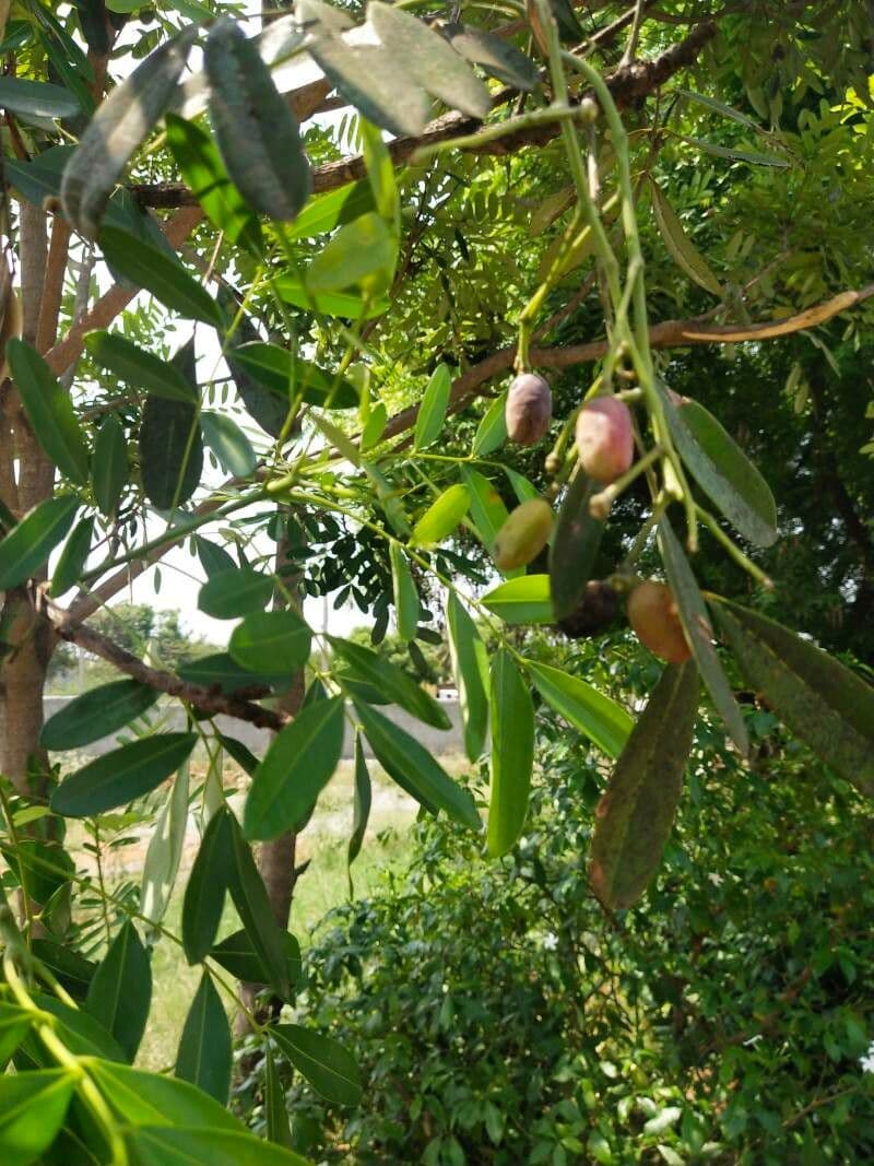 Simaruba amara 11