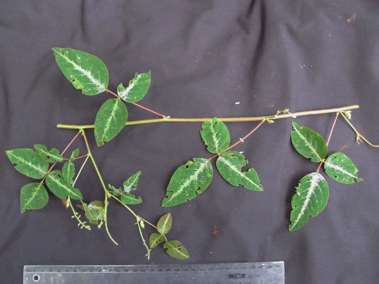 Desmodium uncinatum 14