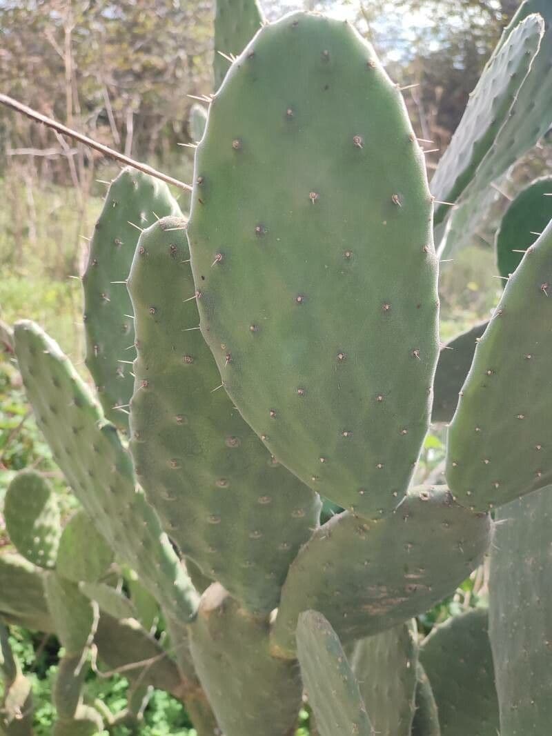 Opuntia alta 6