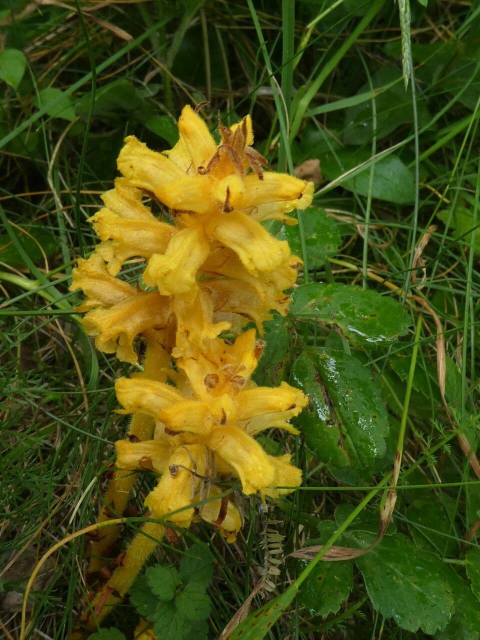 Rafio a fiori gialli 19