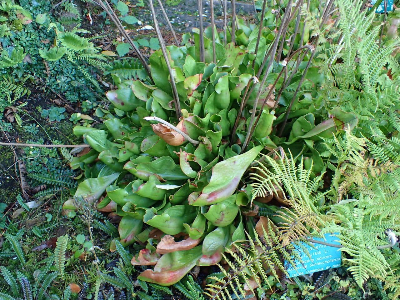 Rote Schlauchpflanze 12