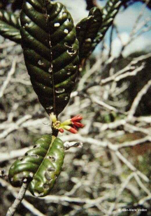 Nothofagus