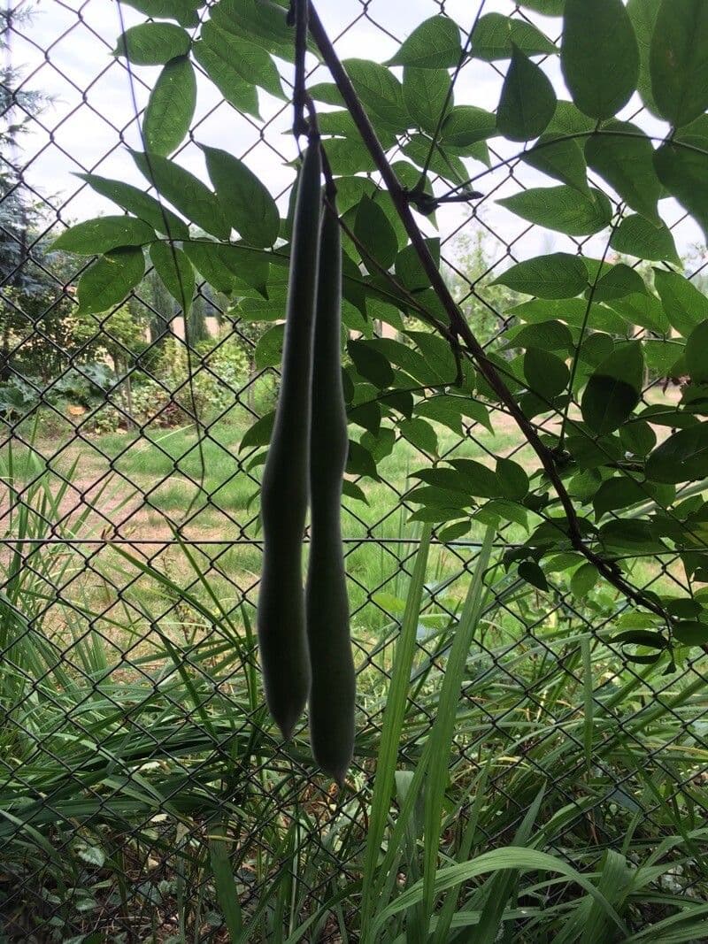 Glicine giapponese