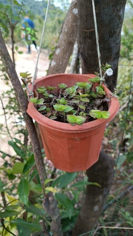 Callisia repens 11