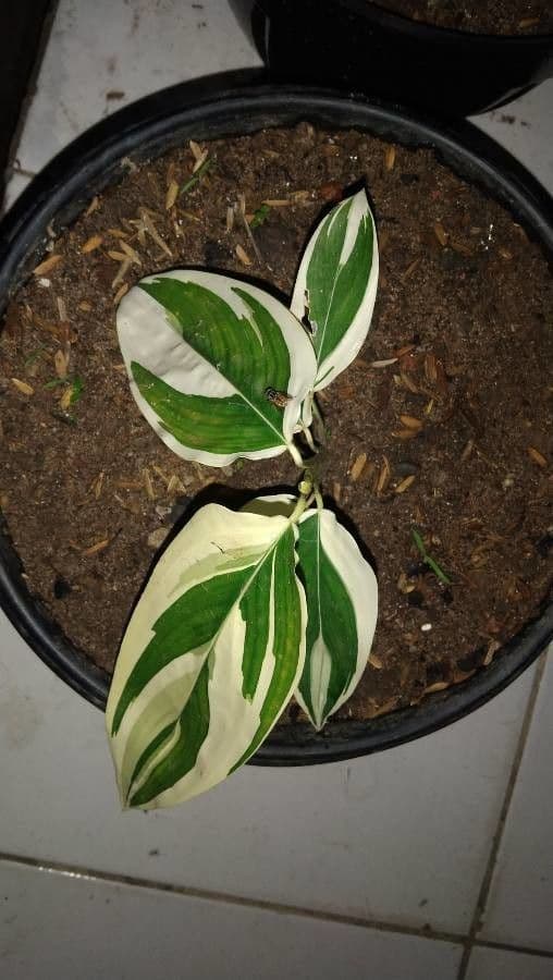 Maranta 9
