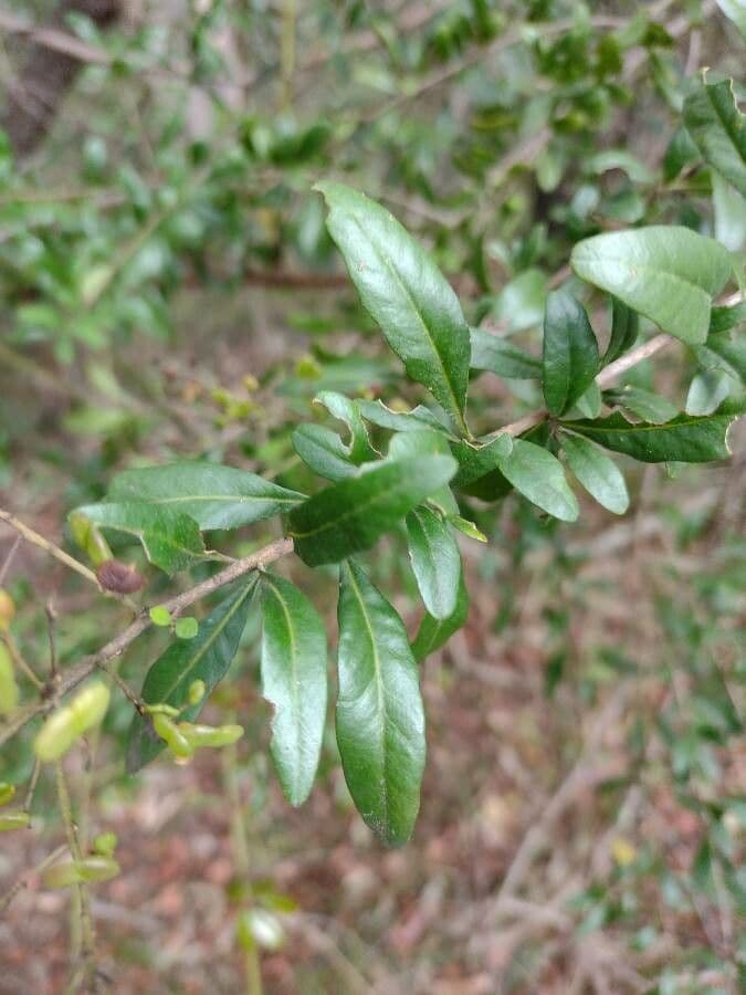 Bursaria spinosa 14