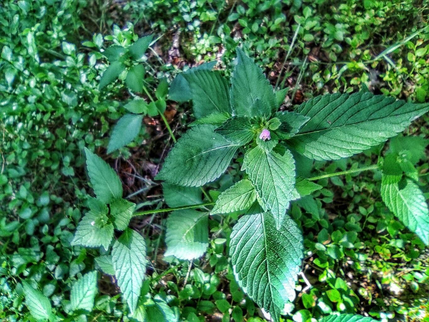 Canapetta bifida 12