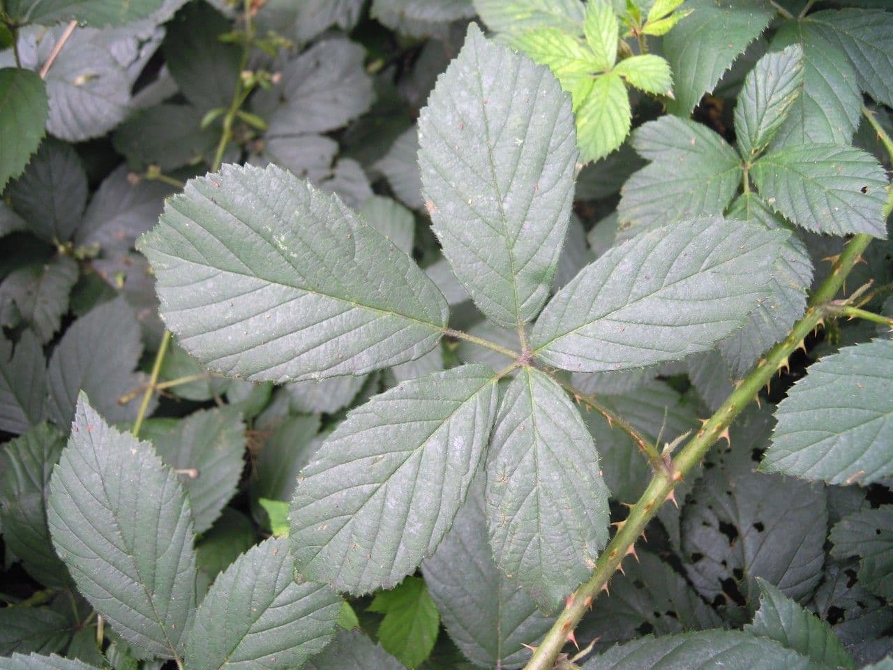 Brombeere 9
