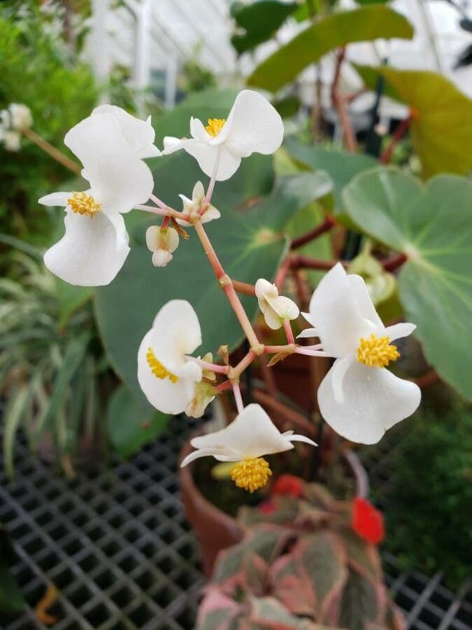 Begonia