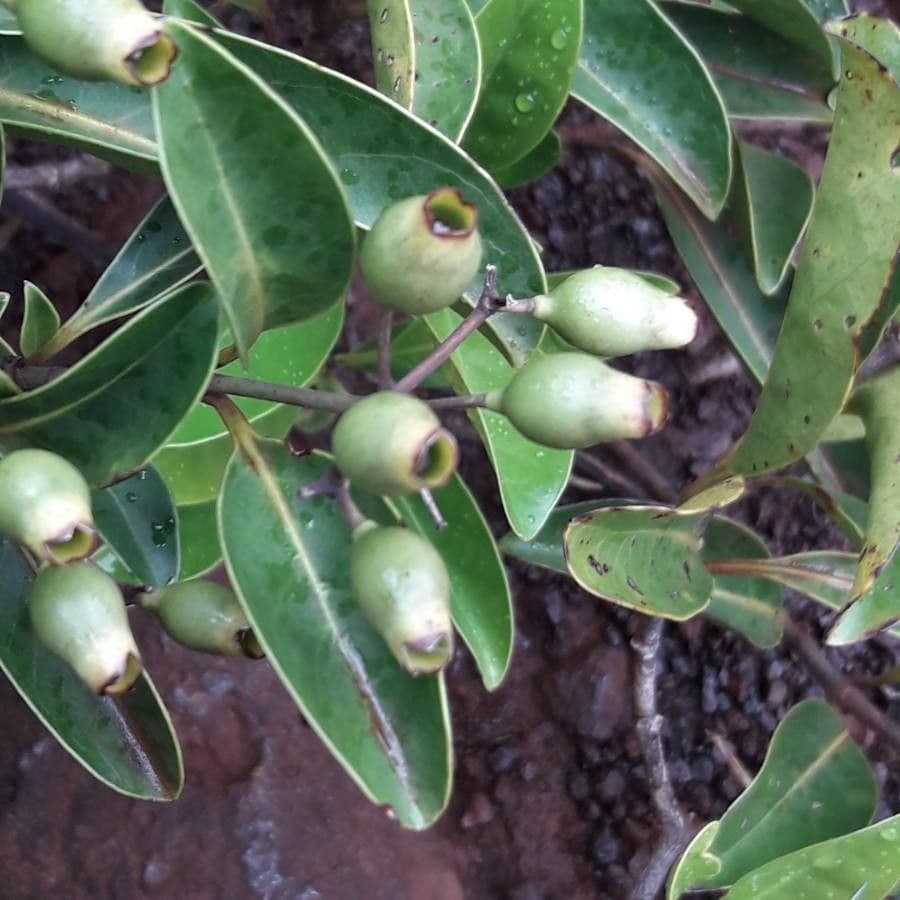 Coelospermum 2