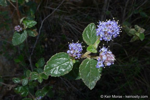 Behaarter Ceanothus 10