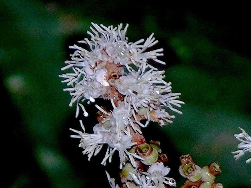 Miconia elata 4