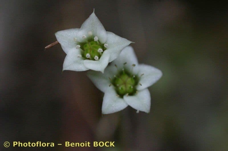 Borracina fragrante 4