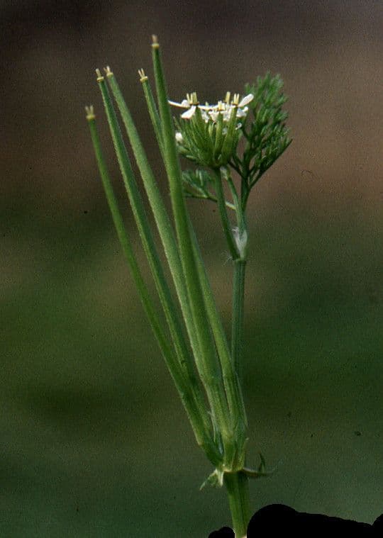 Nadel-Kerbel