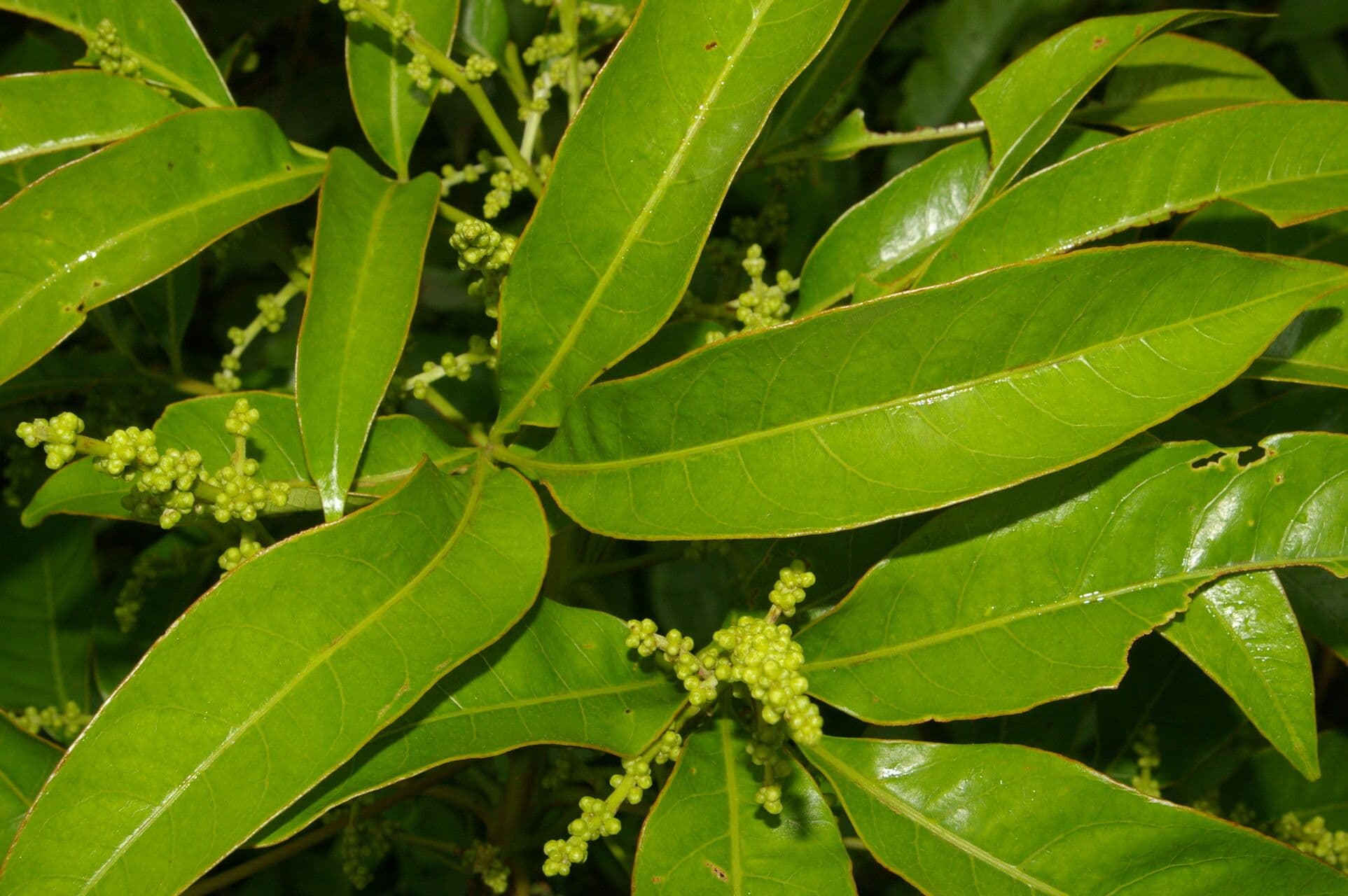 Tapirira 9
