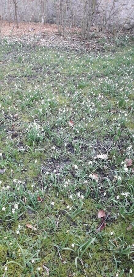 Sněženka podsněžník 12