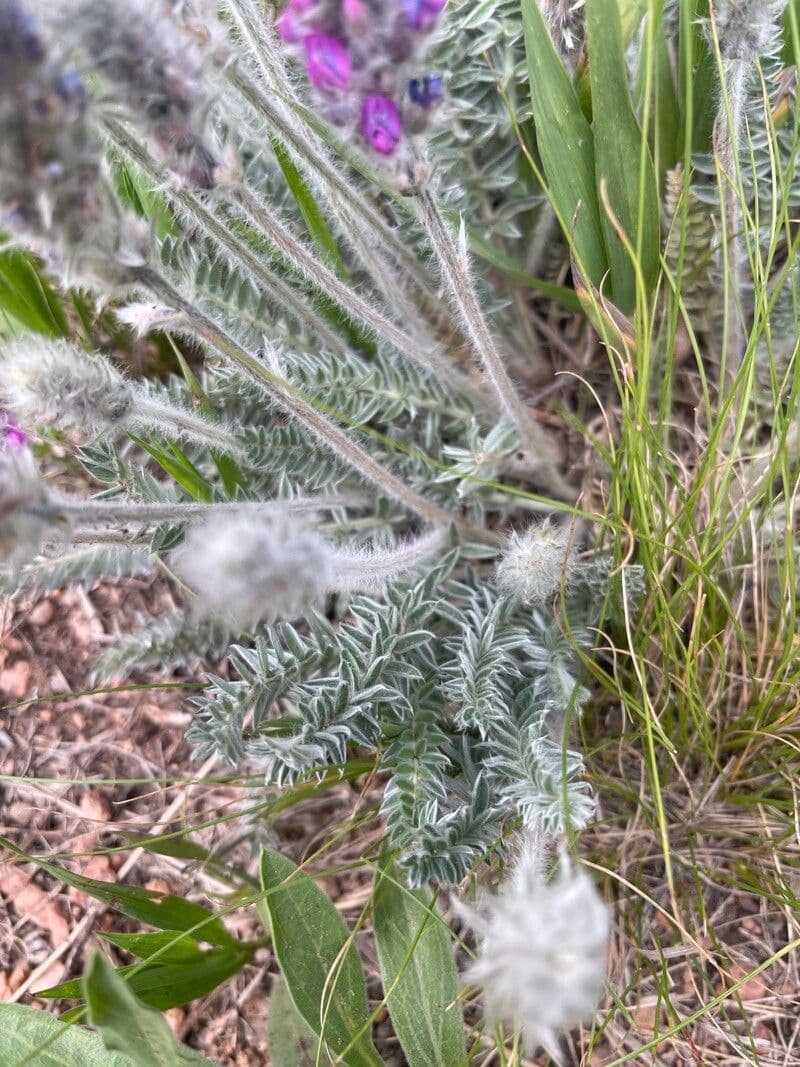 Oxytropis splendens 8