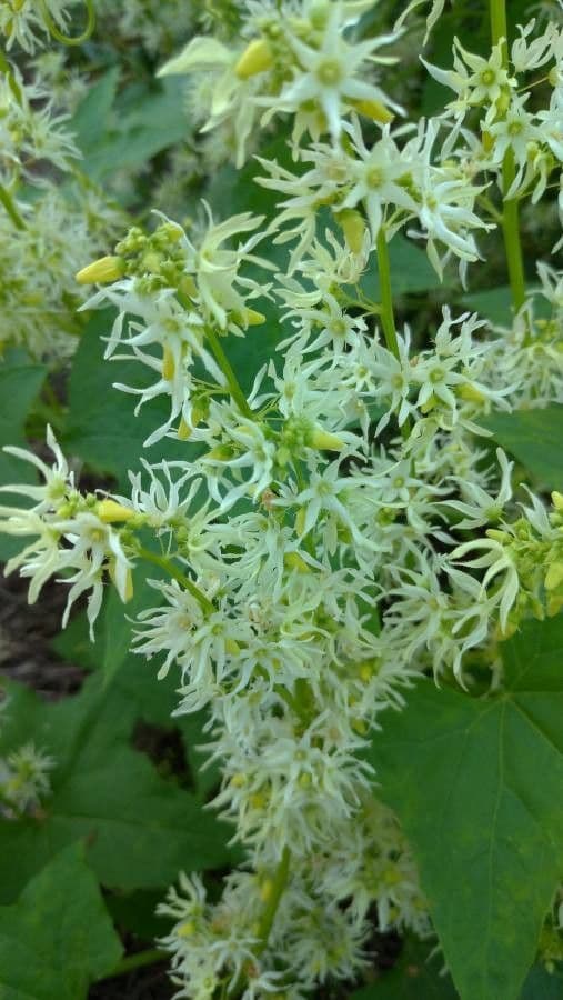 Zucca spinosa 6