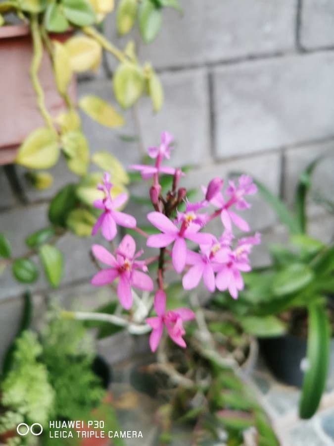 Epidendrum radicans 6