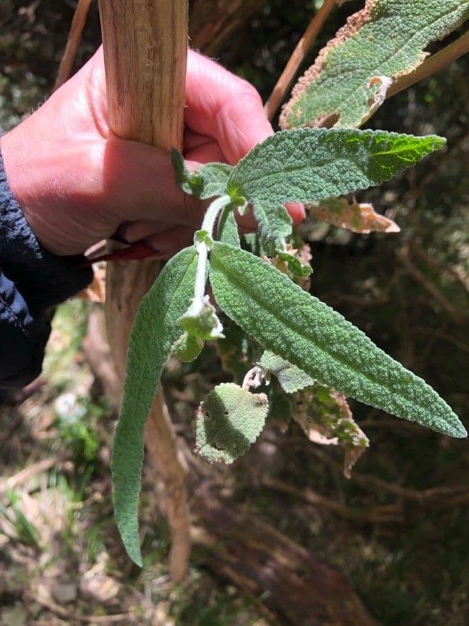 Salbei-Buddleie 15