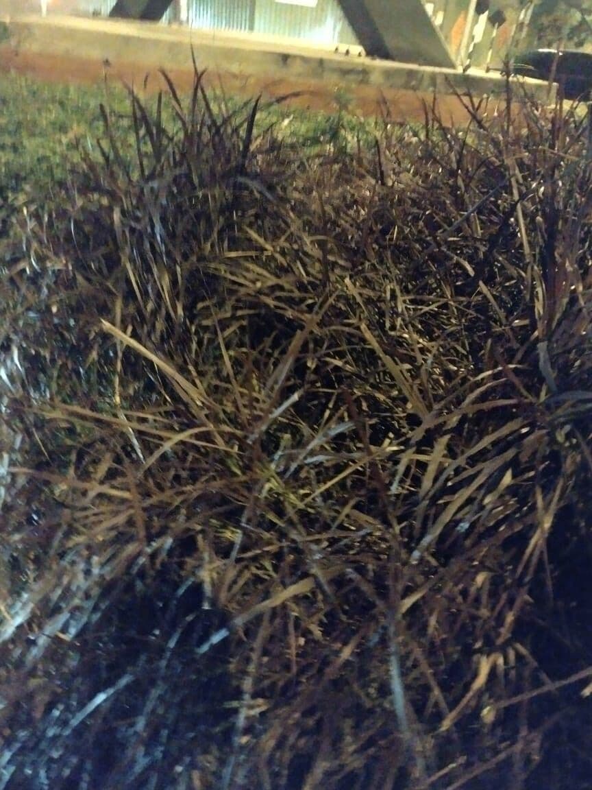 Erba-coltella ottusa 4