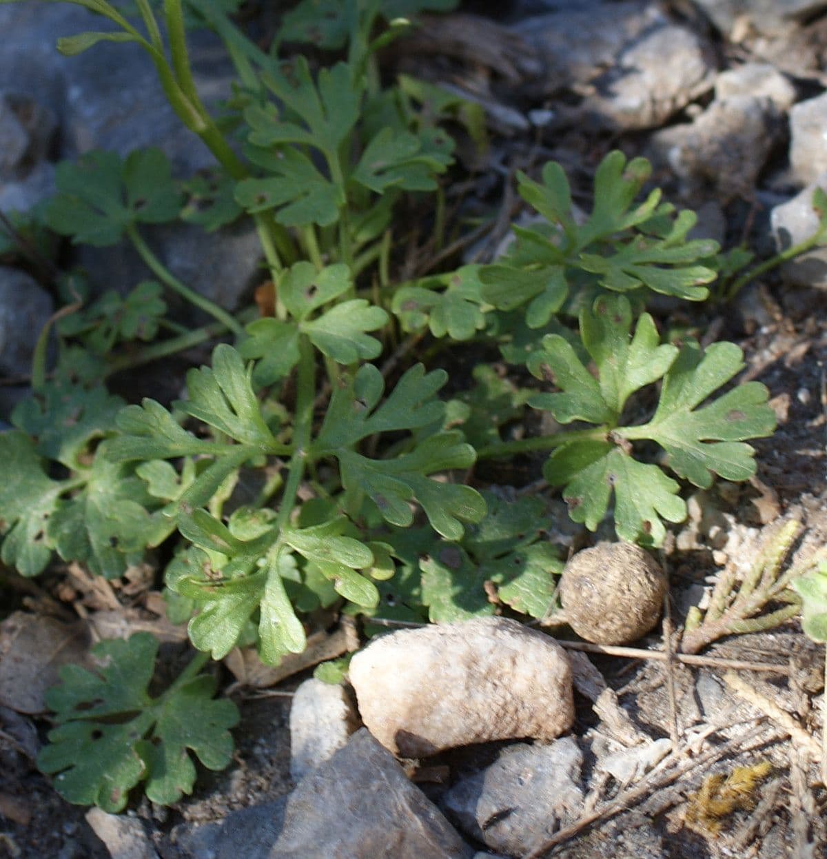 Ranunculus sprunerianus 10