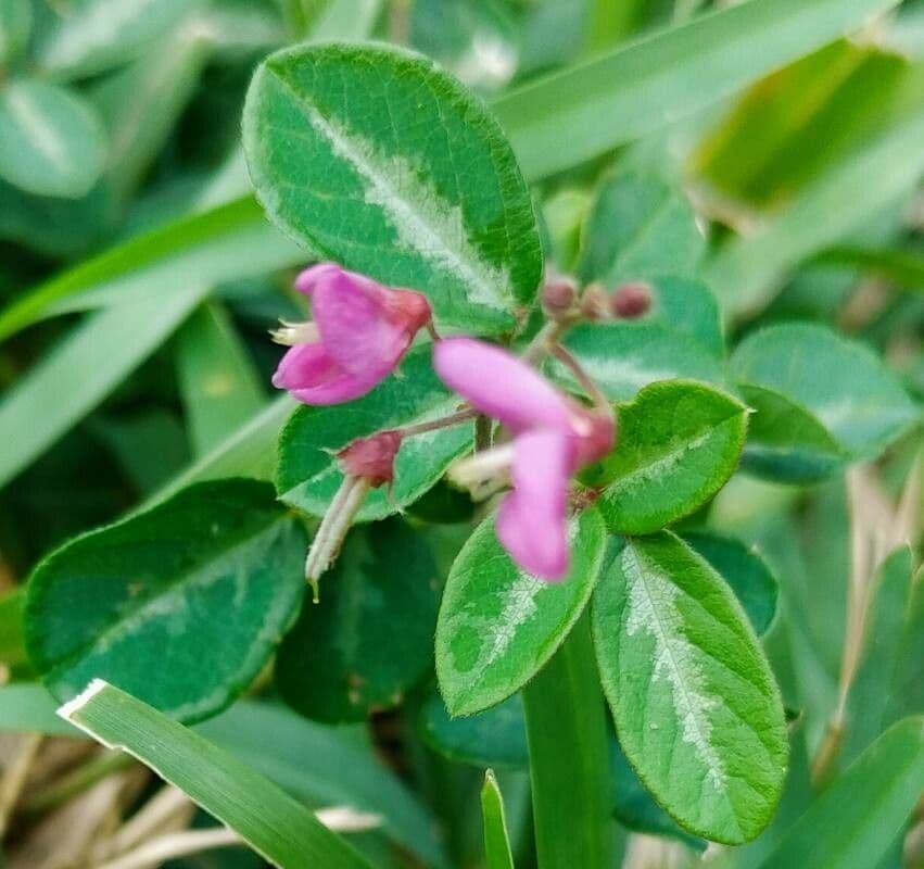 Desmodium uncinatum 2