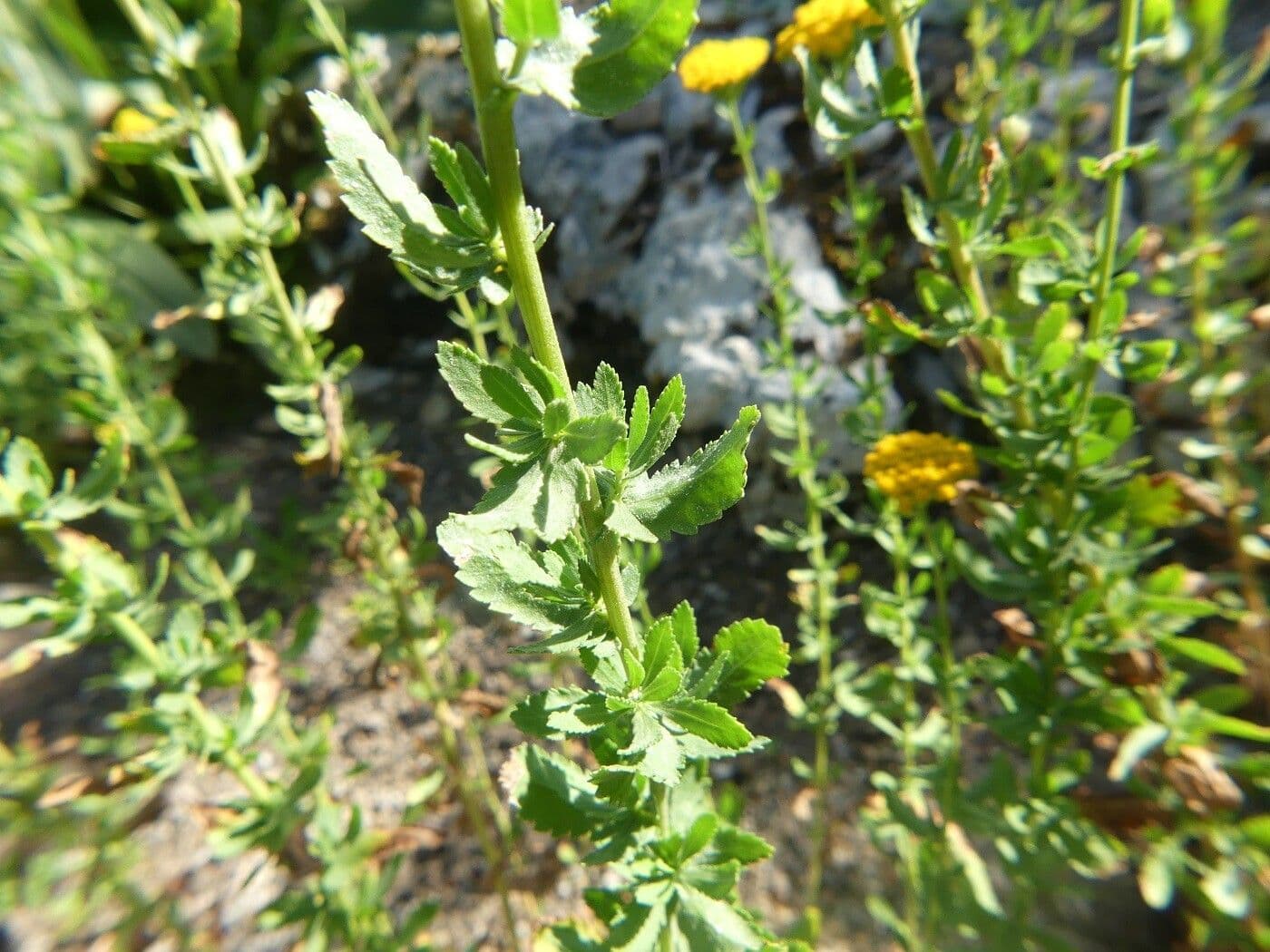 Achillea 18