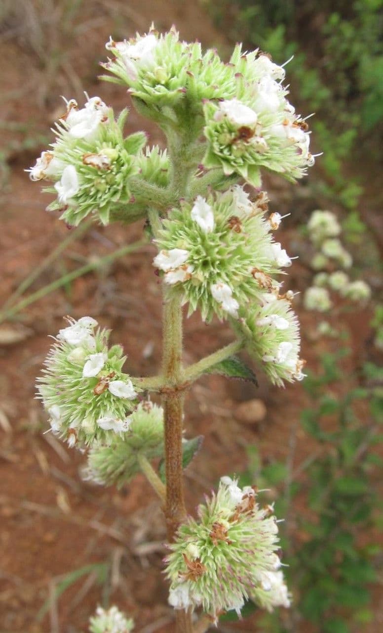 Hyptis 5