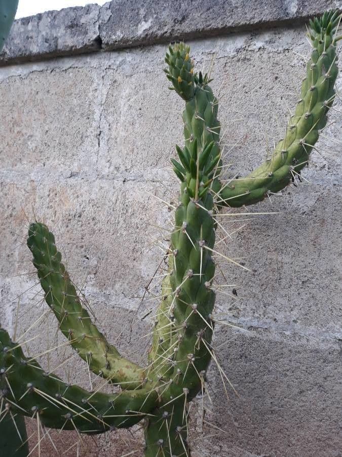 Cactus 10