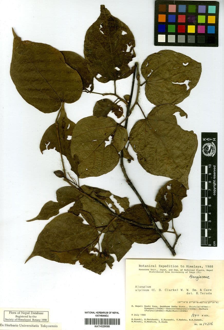 Alangium alpské 2