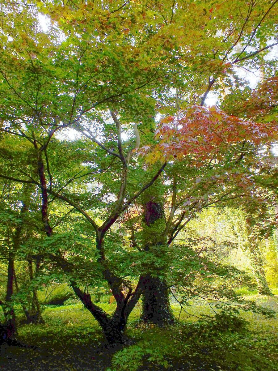 The painted maple 6