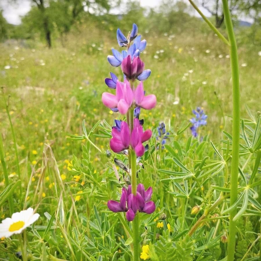 Spanische Lupine 6