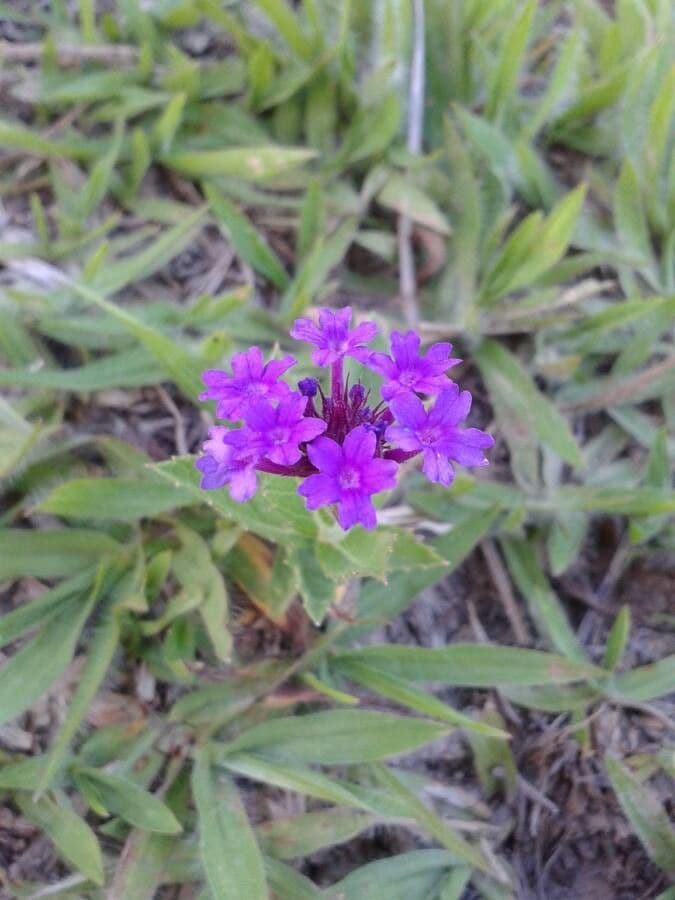 Verbena rigida 10