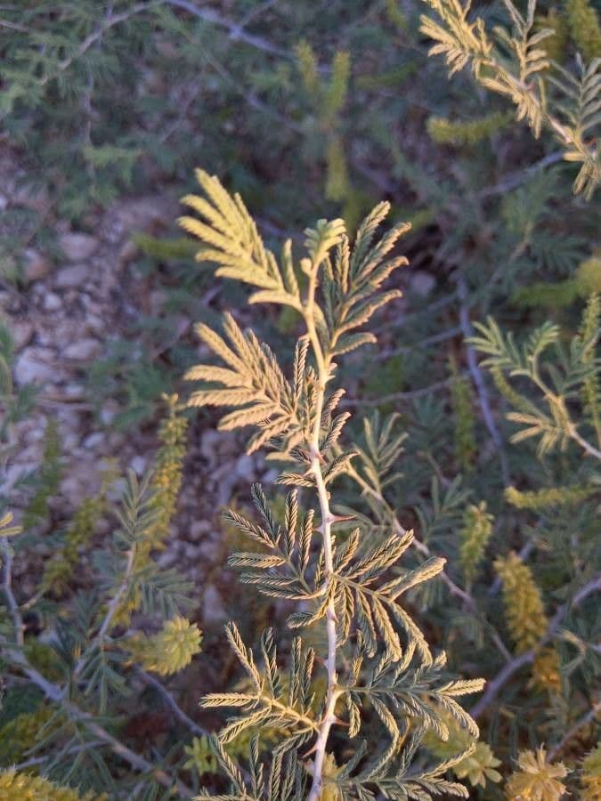 Prosopis 12