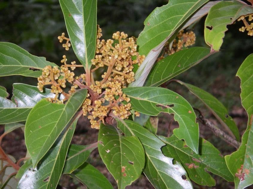 Ocotea 15