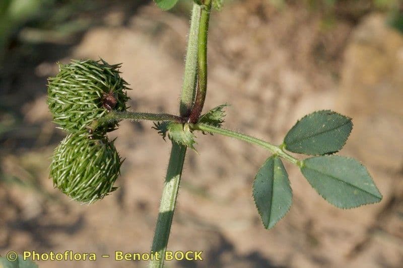 Lucerna 10