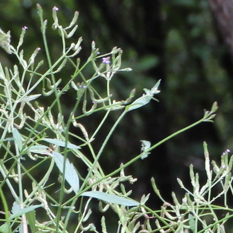 Verbena litorale 6