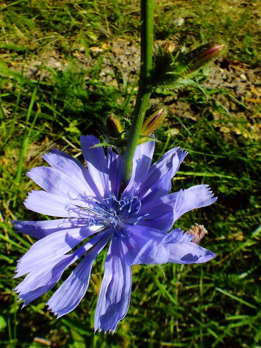 Cicoria comune 29