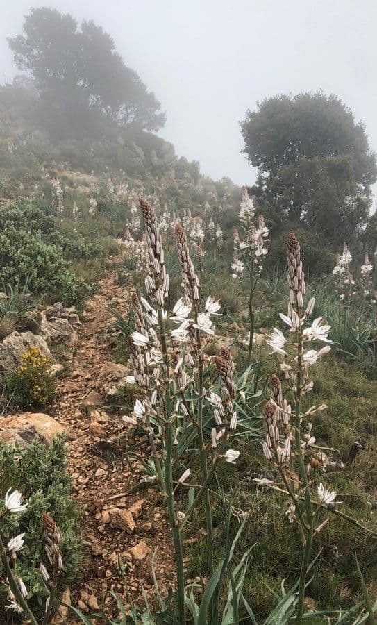 Asfodelo bianco 18
