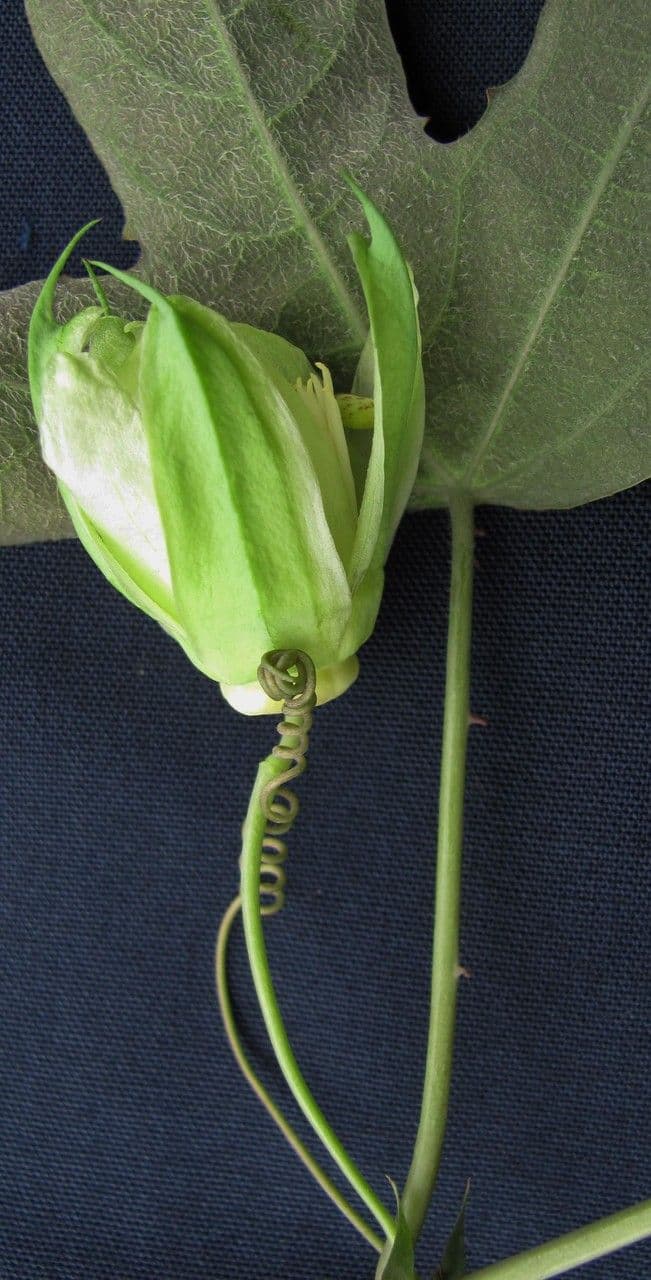 Passiflora dispar 4