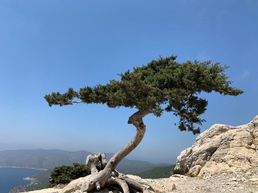 Cipresso di Monterey 25