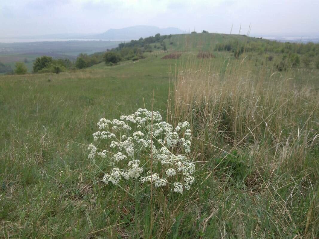 Crambe 3