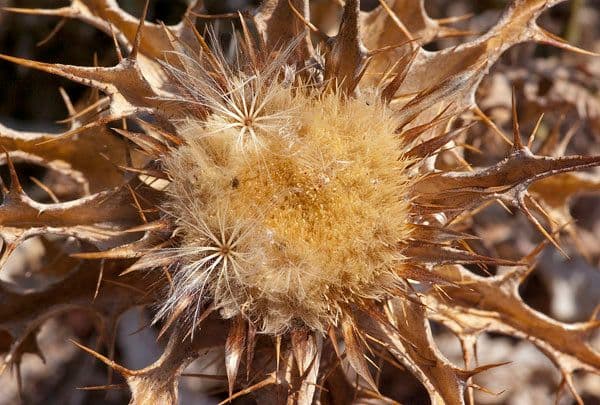 Carlina lanata 3