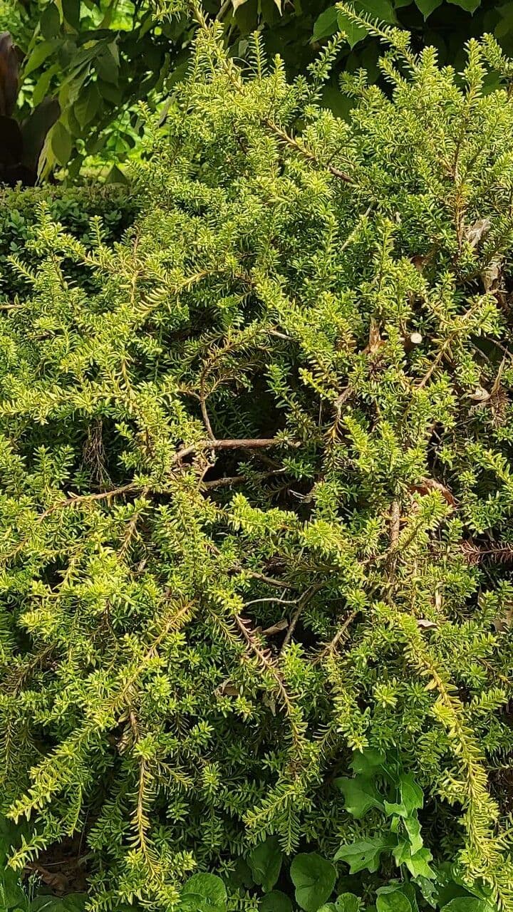 Podocarpus nivalis 4