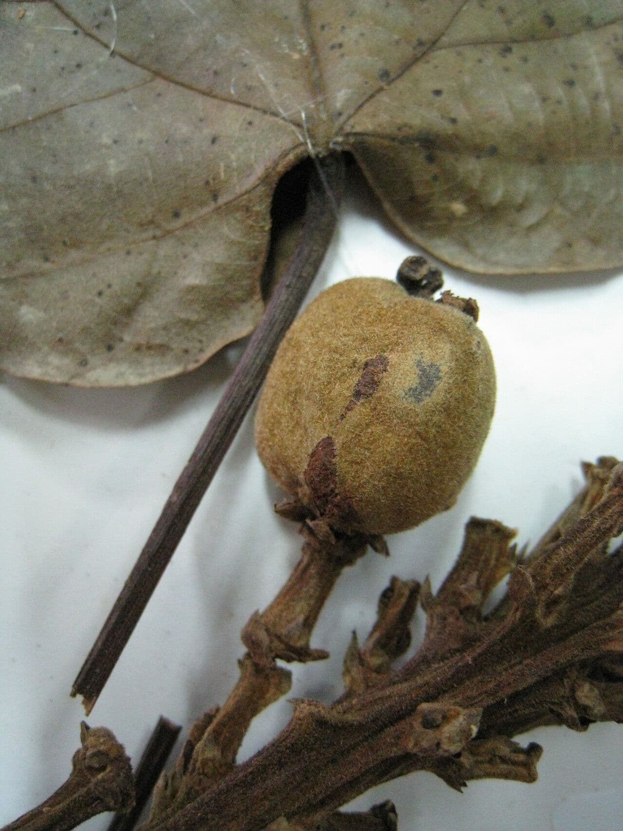 Conceveiba 3