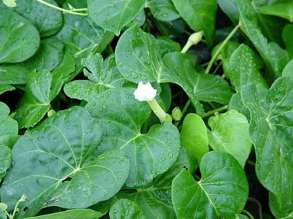 Ipomoea violacea 8