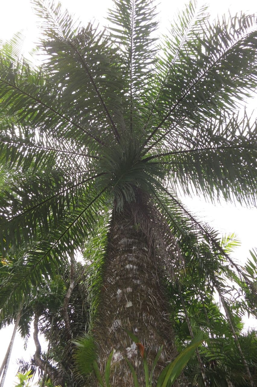 Palma da cocco gialla 3