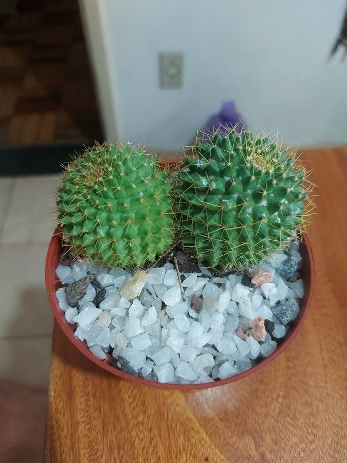 Mammillaria 13