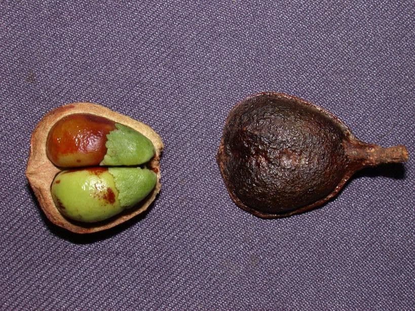 Vouarana 5